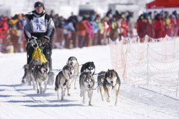 Lenk 2013